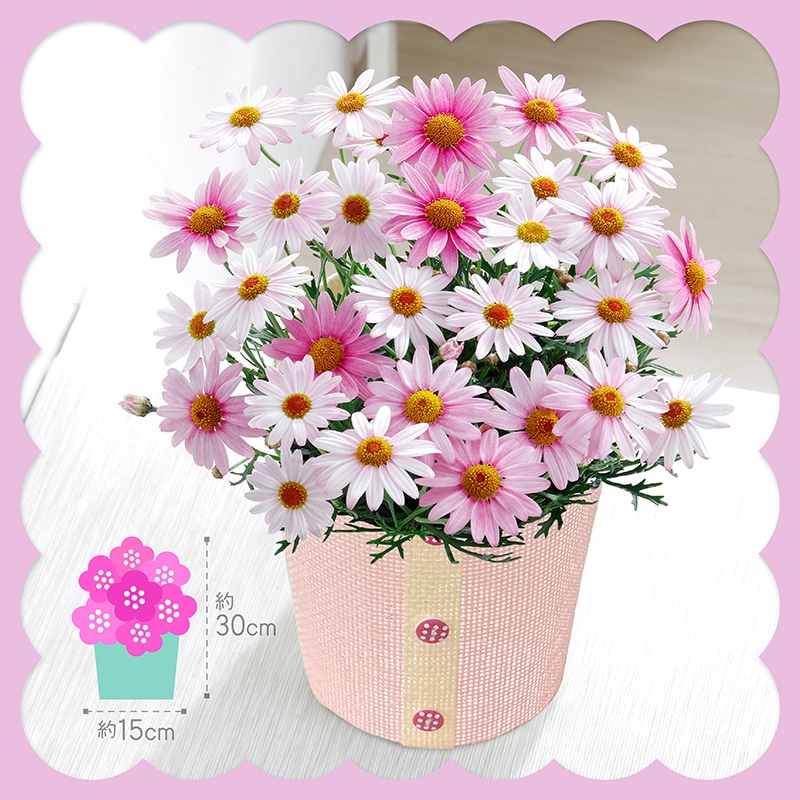 母の日 マーガレット 《さくらべーる》と「銀座千疋屋」銀座フルーツクーヘン 81009 TMDS10119 26MDS 送料込み