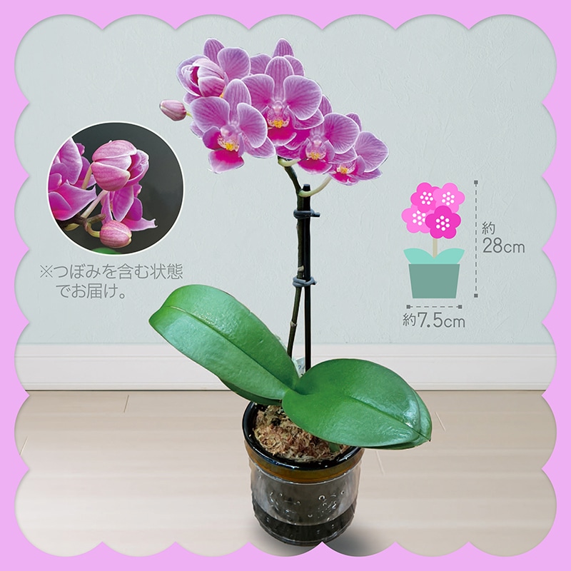 母の日 マイクロ胡蝶蘭 ピコ 81024 TMDS10134 26MDS 送料込み
