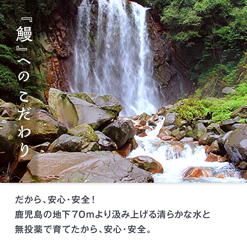 鹿児島産 うなぎ長焼 養殖 大 1尾 約200g TMUN0704 【現地受取】
