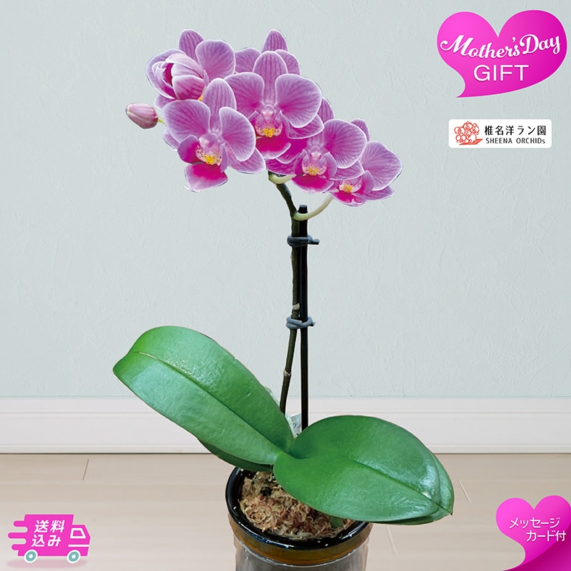 母の日 マイクロ胡蝶蘭 ピコ 81024 TMDS10134 26MDS 送料込み