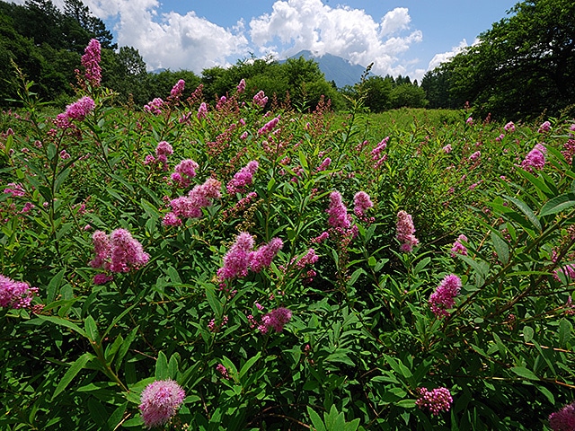 日光アストリアホテル5,000円利用券【デジタルチケット】2026/04/01~2026/09/29宿泊代金利用OK/レストラン利用OK/ご飲食代利用OK/館内お土産利用OK/各種予約サイトの支払い利用OK