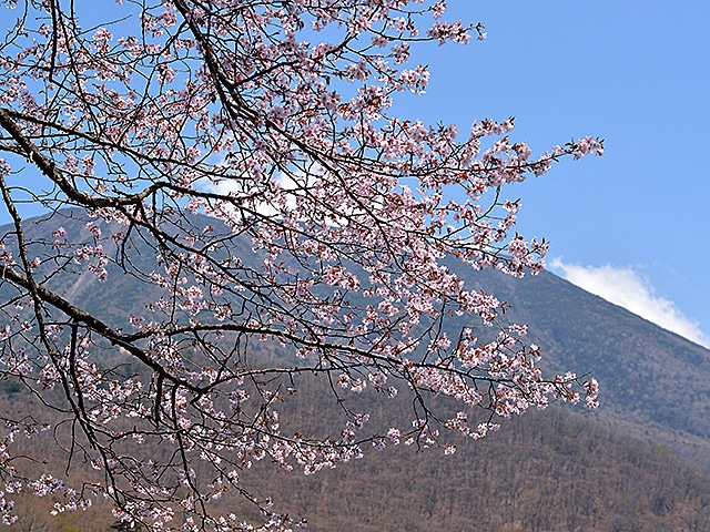日光アストリアホテル5,000円利用券【デジタルチケット】2026/04/01~2026/09/29宿泊代金利用OK/レストラン利用OK/ご飲食代利用OK/館内お土産利用OK/各種予約サイトの支払い利用OK