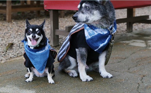 【11/22(土)・23(日)・24(月・祝)日付指定】お犬様ご入城!『犬も歩けば八百八町』江戸ワンダーランド日光江戸村1日入村券