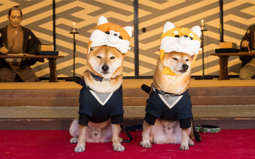 【11/22(土)・23(日)・24(月・祝)日付指定】お犬様ご入城!『犬も歩けば八百八町』江戸ワンダーランド日光江戸村1日入村券