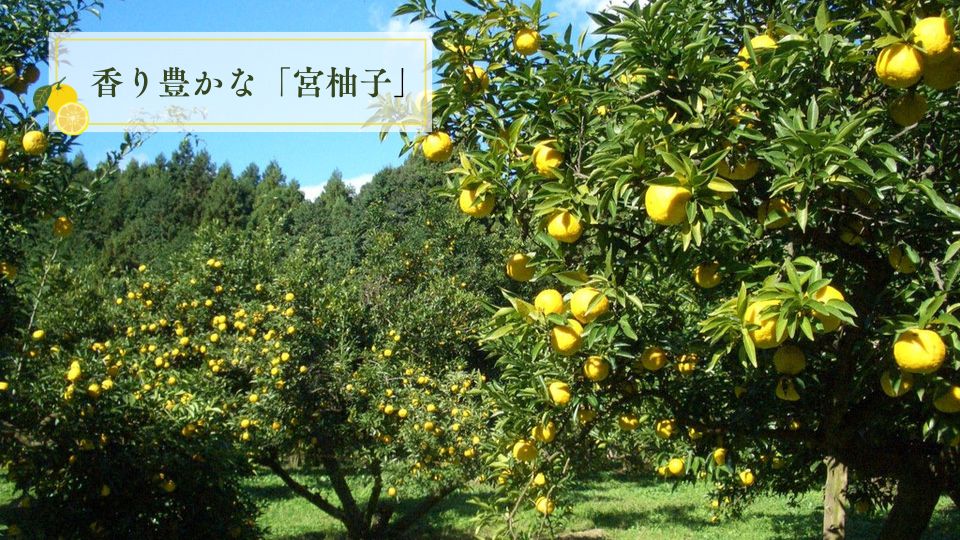 宮柚子