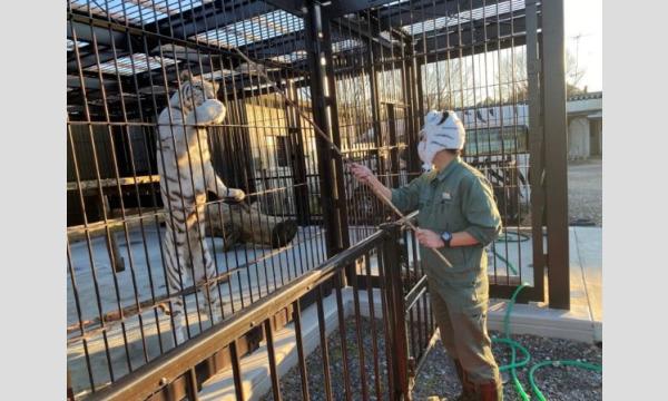 2026/3/14開催!あの人気のホワイトタイガーの餌あげ体験ができたり裏側に潜入!?ショートバックヤードツアー