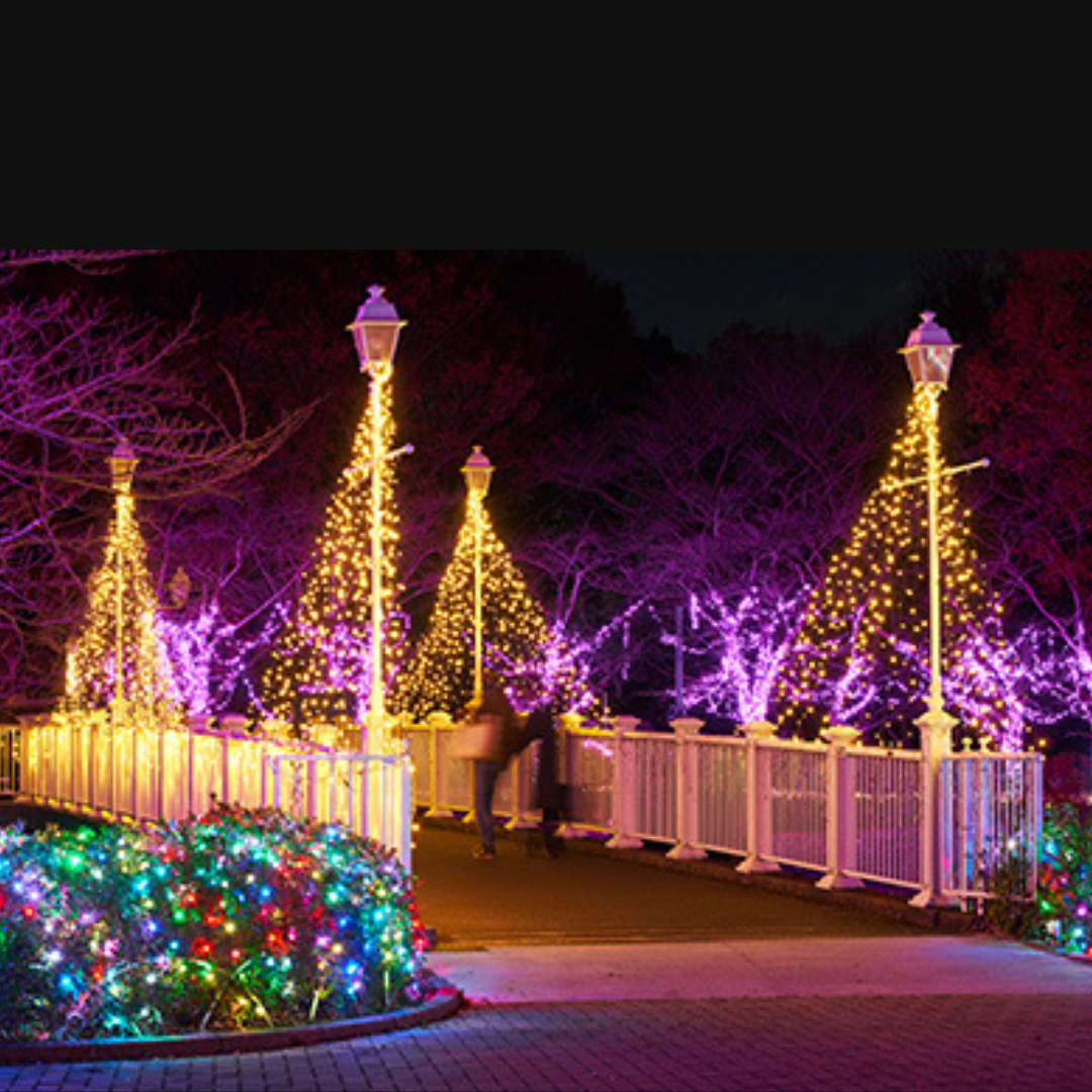 開催日限定!15:00~利用可能【2025年11月1日~2025年11月30日有効】東武動物公園ウィンターイルミネーション入園+アトラクションパスセット券