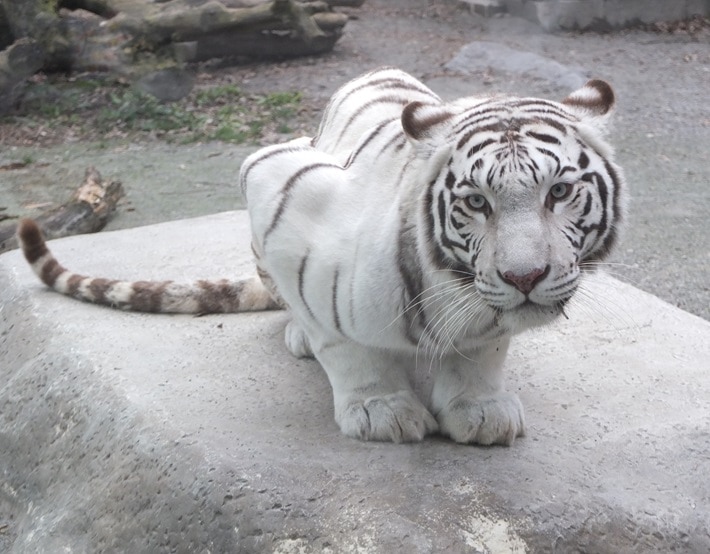 2026/3/14開催!あの人気のホワイトタイガーの餌あげ体験ができたり裏側に潜入!?ショートバックヤードツアー