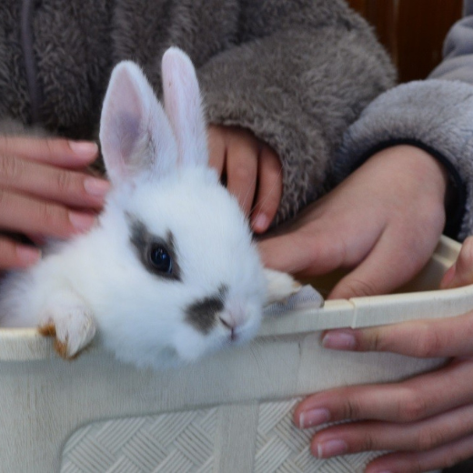 【2026年3月1日~3月31日有効】東武動物公園入園+アトラクションパスセット券