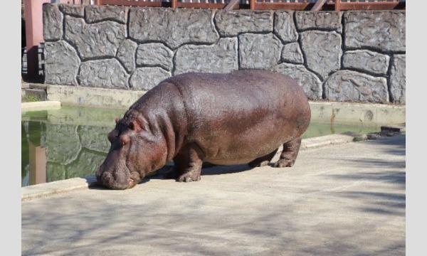 2026/3/14開催!あの人気のホワイトタイガーの餌あげ体験ができたり裏側に潜入!?ショートバックヤードツアー