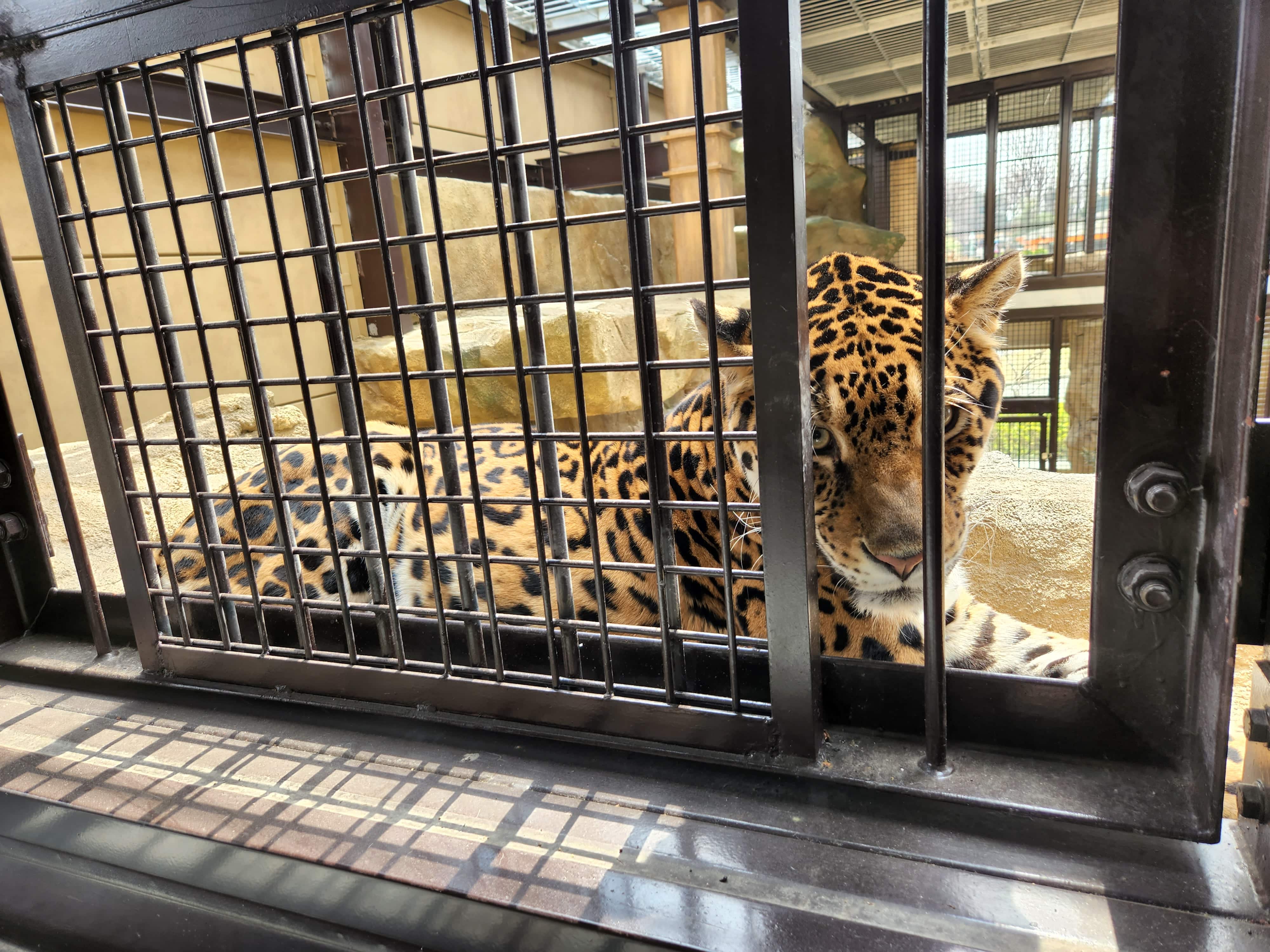 【TOBU MALL限定】2026/4/19開催! キャットウォーク探検隊 ~上からのぞくヒョウ・ジャガー~