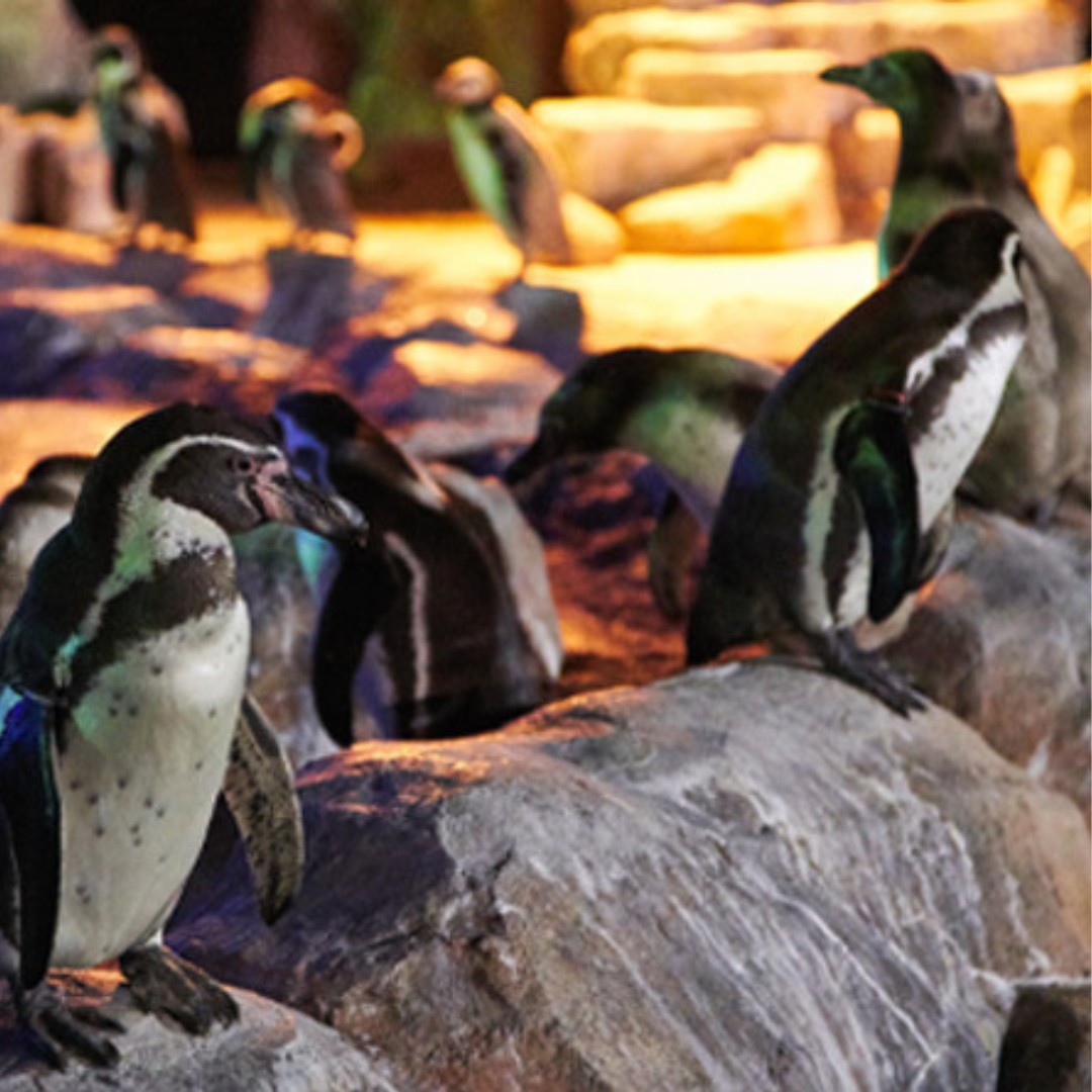 開催日限定!15:00~利用可能【2025年11月1日~2025年11月30日有効】東武動物公園ウィンターイルミネーション入園券