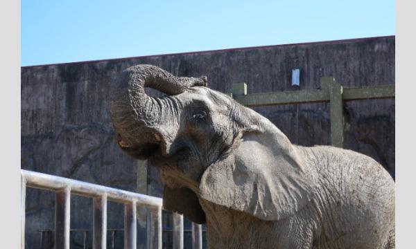 2026/3/14開催!あの人気のホワイトタイガーの餌あげ体験ができたり裏側に潜入!?ショートバックヤードツアー