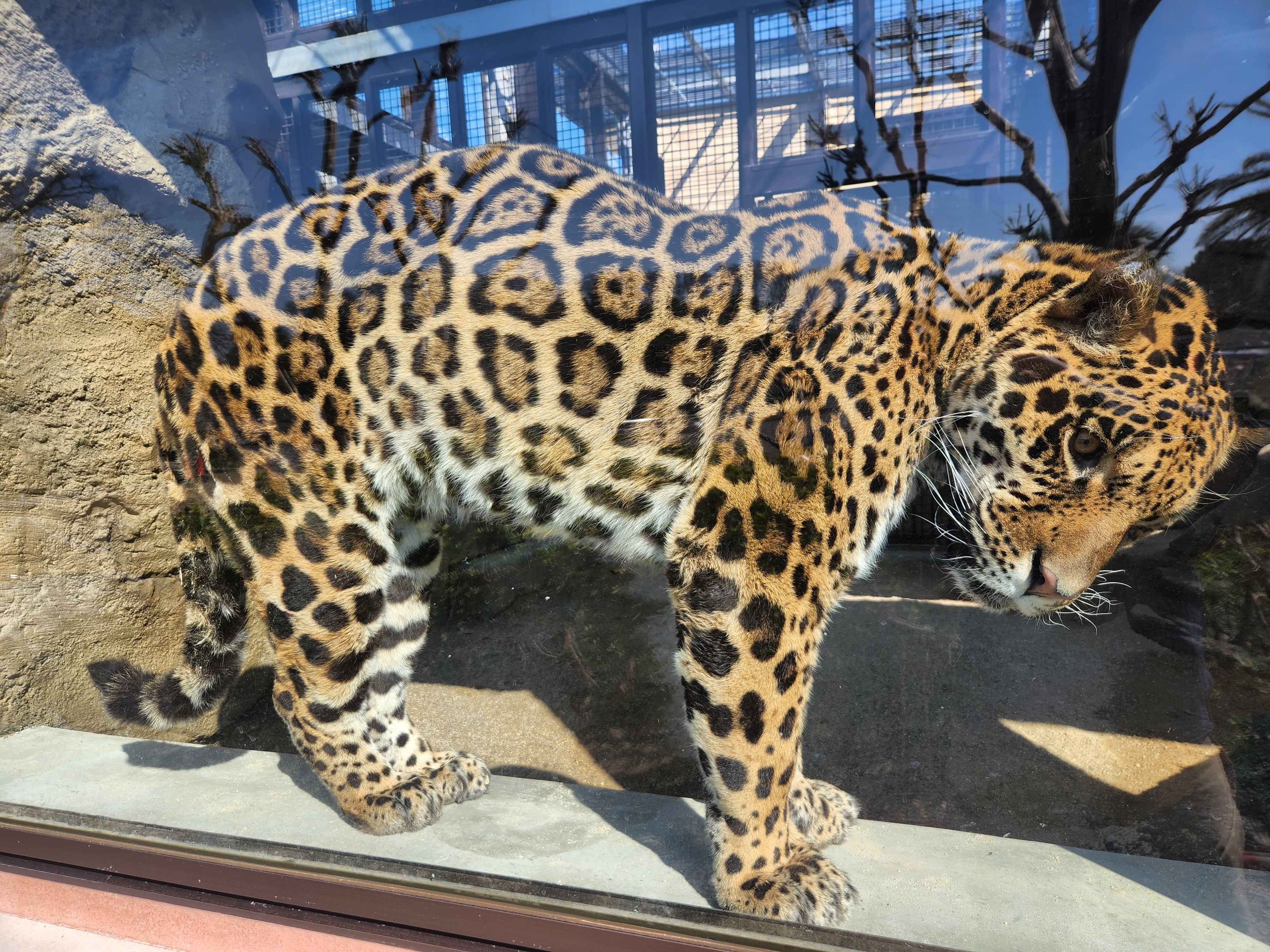 【TOBU MALL限定】2026/4/19開催! キャットウォーク探検隊 ~上からのぞくヒョウ・ジャガー~