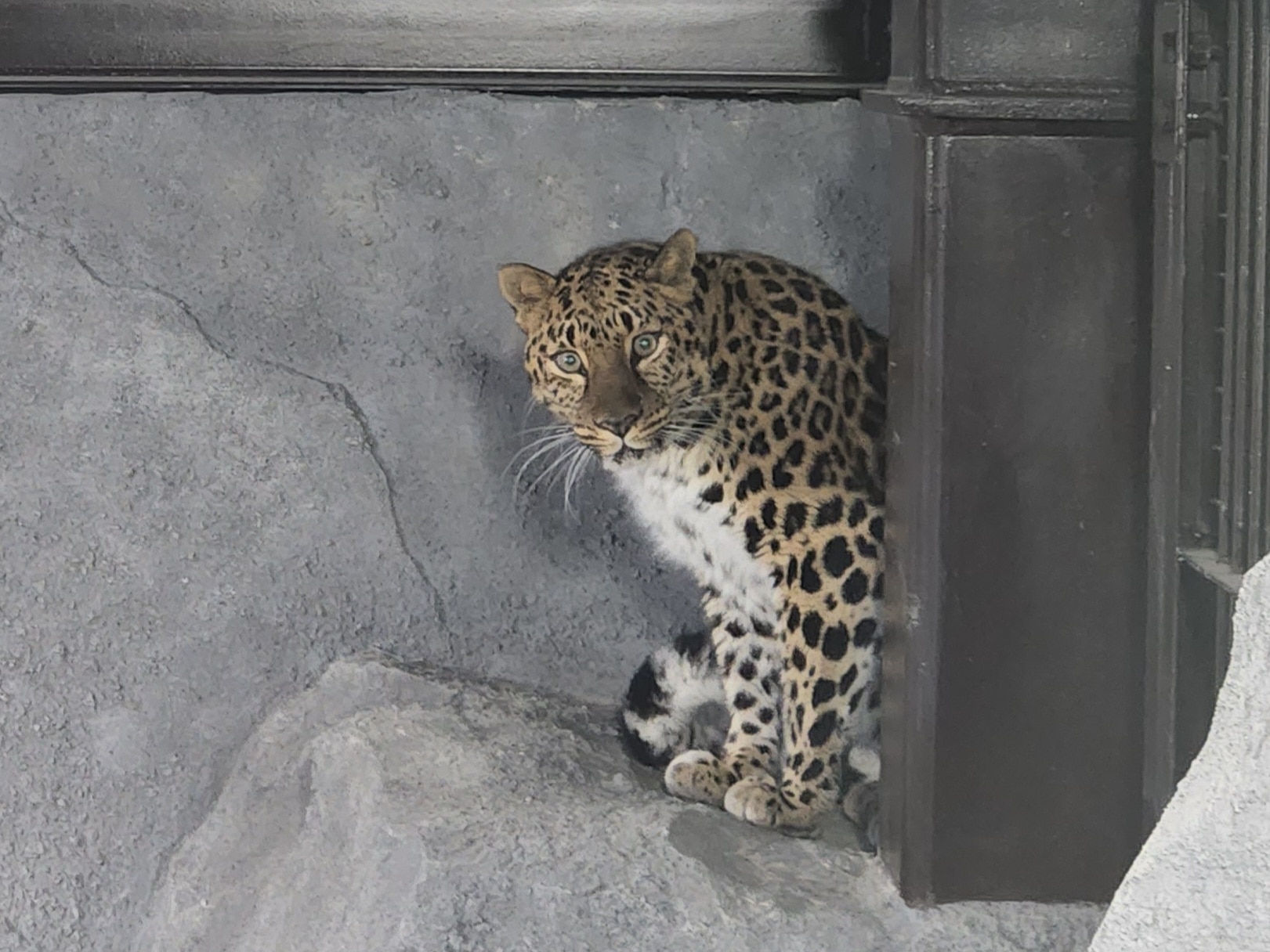 【TOBU MALL限定】2026/4/19開催! キャットウォーク探検隊 ~上からのぞくヒョウ・ジャガー~