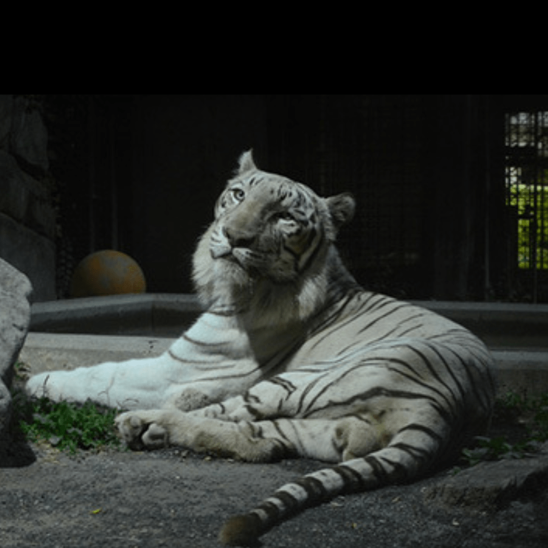 開催日限定!15:00~利用可能【2025年11月1日~2025年11月30日有効】東武動物公園ウィンターイルミネーション入園+アトラクションパスセット券