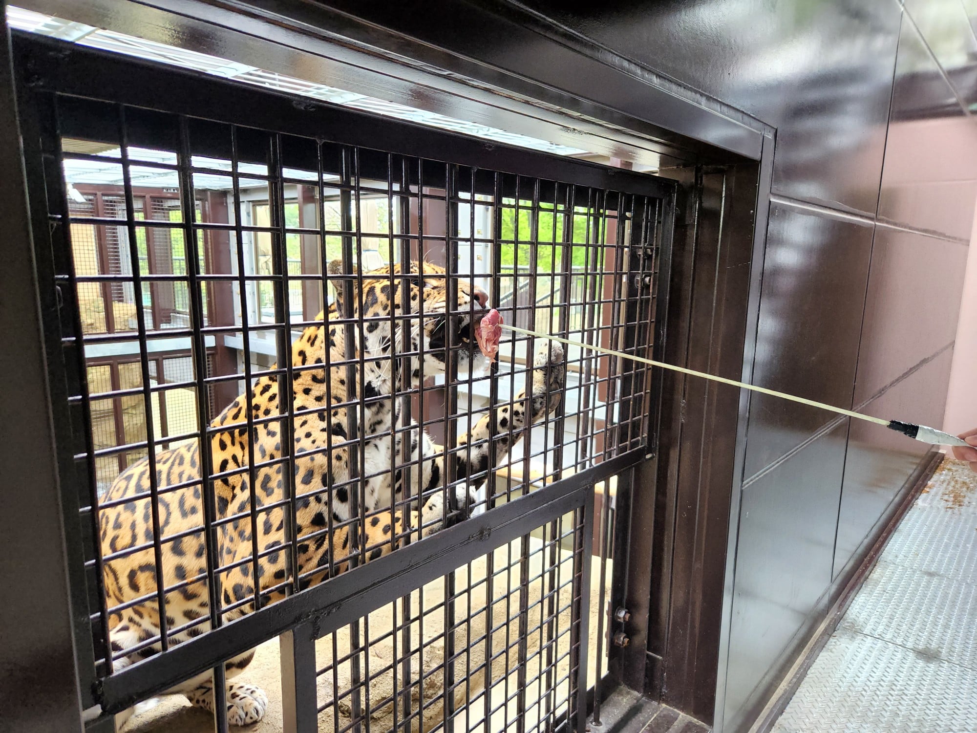 【TOBU MALL限定】2026/4/19開催! キャットウォーク探検隊 ~上からのぞくヒョウ・ジャガー~