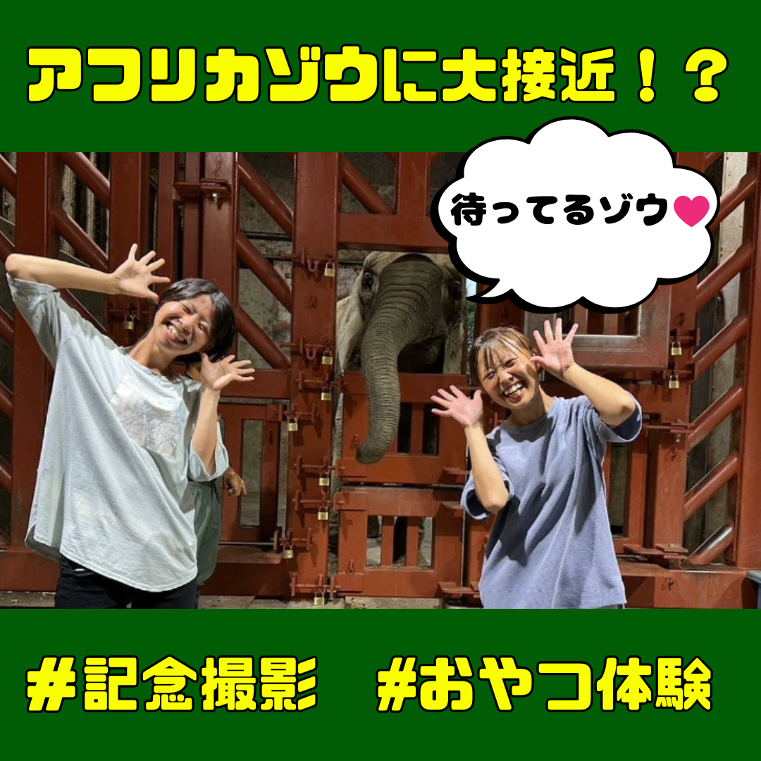 ~ アフリカゾウに大接近!?ゾウトレーニング見学~2026/9/5