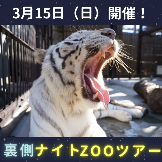 【3月15日(日)開催】裏側ナイトZOOツアー