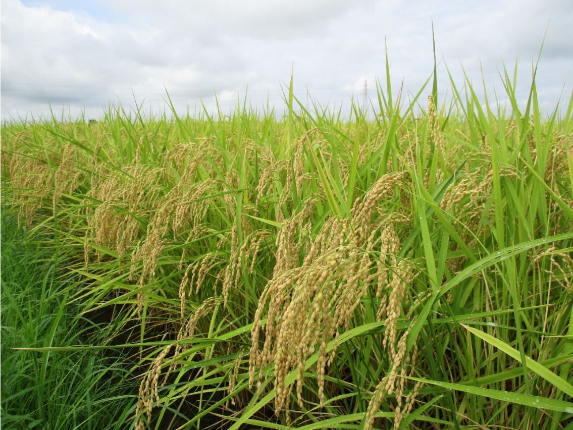 【2026年度産】北川辺産コシヒカリ玄米20kg 玄米20kg