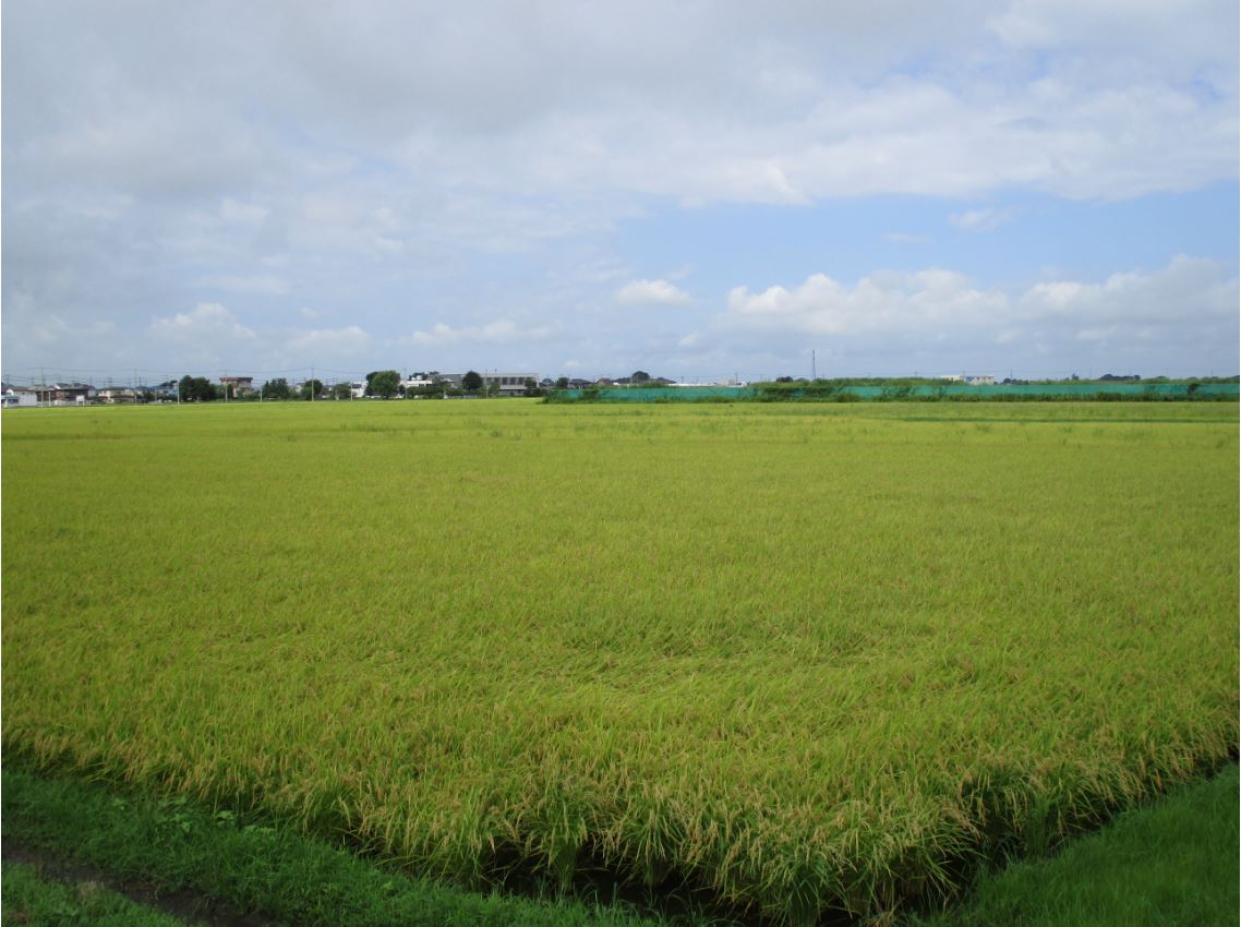 【2026年度産】北川辺産コシヒカリ精米10kg 精米10kg