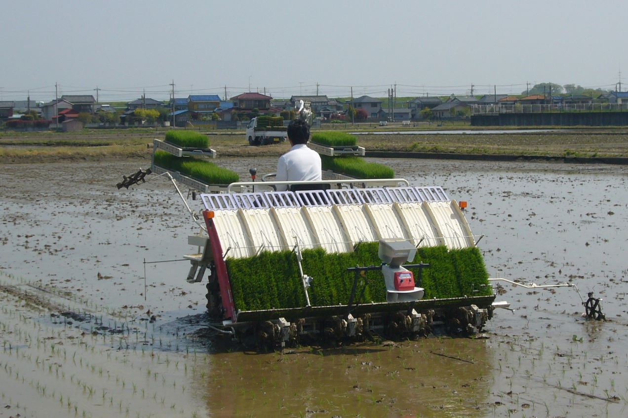 【2026年度産】北川辺産コシヒカリ玄米20kg 玄米20kg