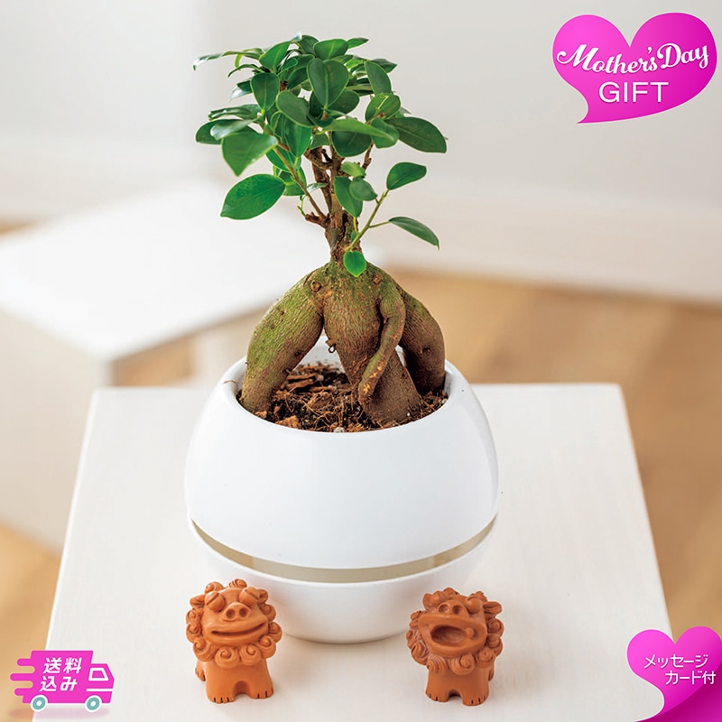 母の日 ガジュマル シーサー 81030 TMDS10140 26MDS 送料込み