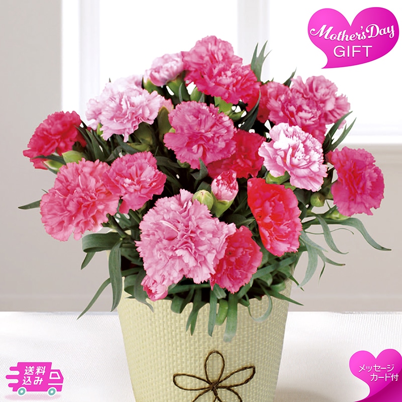 母の日 カーネーション 《ホットハート》 81013 TMDS10123 26MDS 送料込み