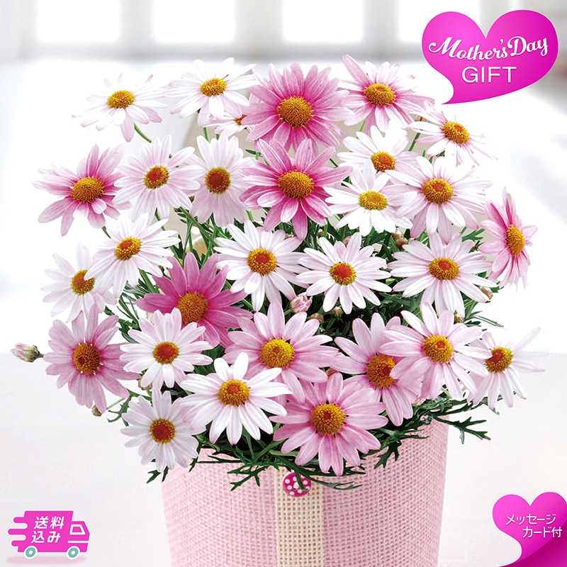 母の日 マーガレット 《さくらべーる》 81001 TMDS10111 26MDS 送料込み