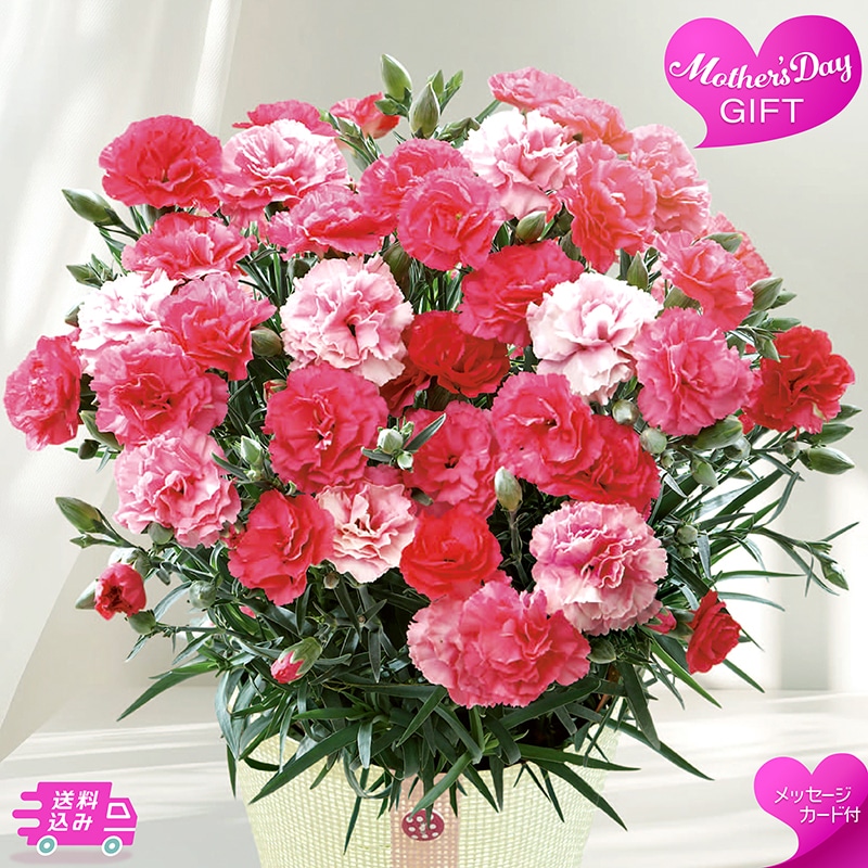 母の日 カーネーション 《さくらもなか》 81012 TMDS10122 26MDS 送料込み