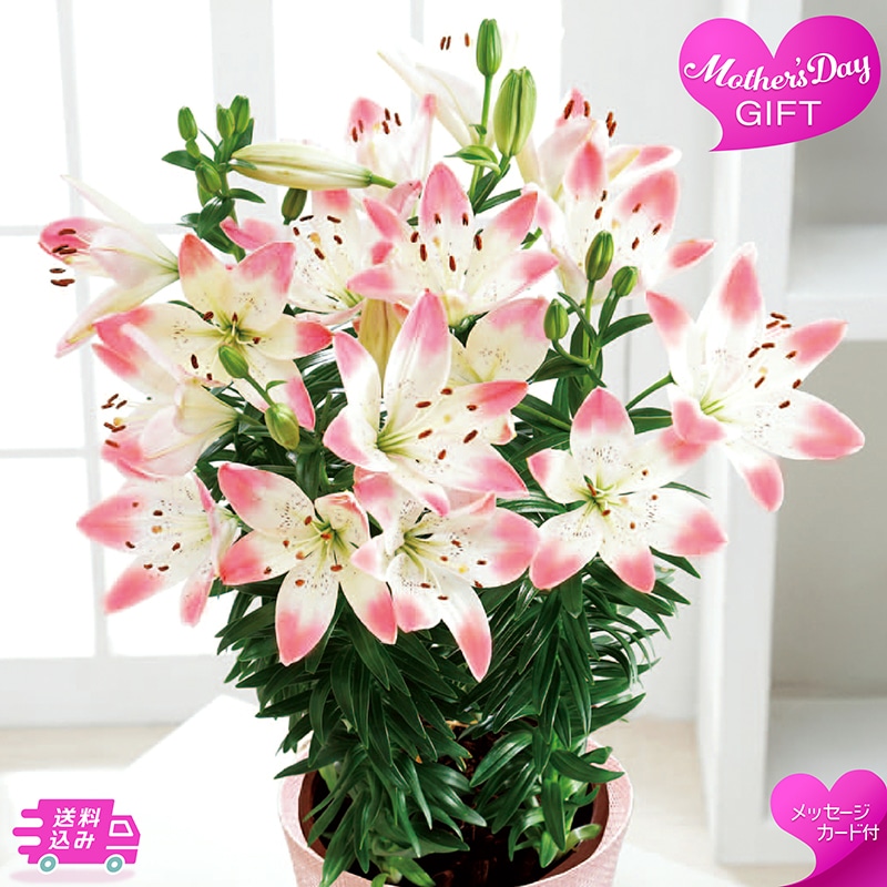 母の日 ユリ シュガーラブ 81018 TMDS10128 26MDS 送料込み