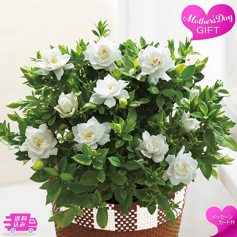 母の日 ガーデニア 81022 TMDS10132 26MDS 送料込み