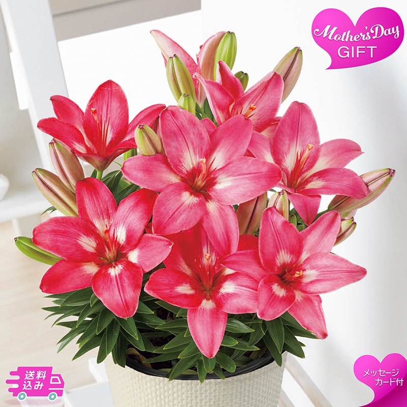 母の日 ユリ ロザリン 81020 TMDS10130 26MDS 送料込み