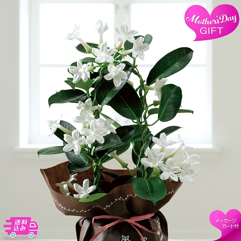 母の日 マダガスカルジャスミン 81015 TMDS10125 26MDS 送料込み