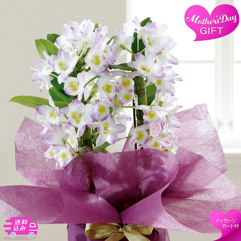 母の日 デンドロビウム 桃系 81016 TMDS10126 26MDS 送料込み