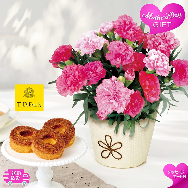 母の日 カーネーション 《ホットハート》とT.D.Early キャラメリゼバウム 81003 TMDS10113 26MDS 送料込み