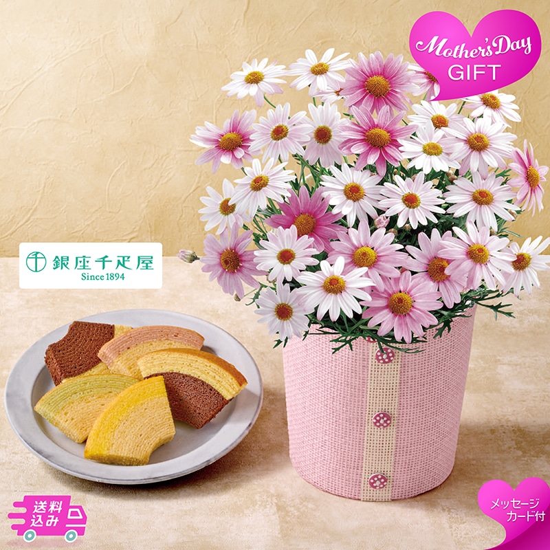 母の日 マーガレット 《さくらべーる》と「銀座千疋屋」銀座フルーツクーヘン 81009 TMDS10119 26MDS 送料込み