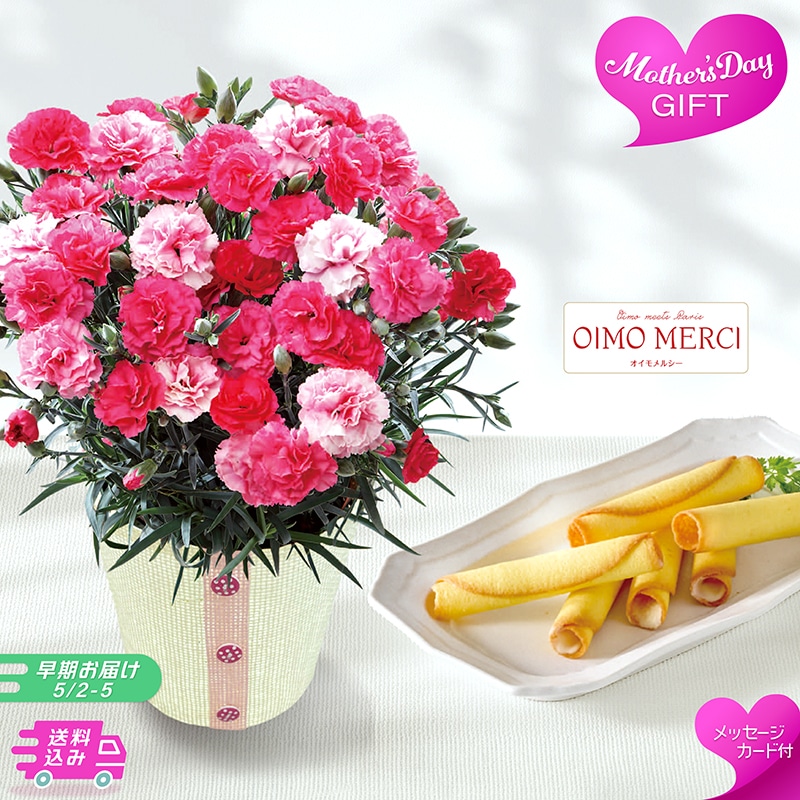 【早期お届け】 母の日 カーネーション 《さくらもなか》とOIMO MERCI ラングドロール 71004 TMDS10110 26MDS 送料込み