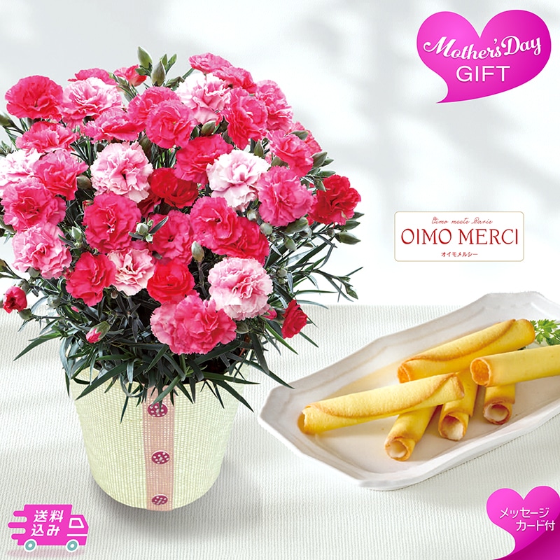 母の日 カーネーション 《さくらもなか》とOIMO MERCI ラングドロール 81004 TMDS10114 26MDS 送料込み