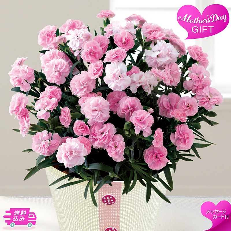 母の日 カーネーション 《バンビーノ》 81014 TMDS10124 26MDS 送料込み