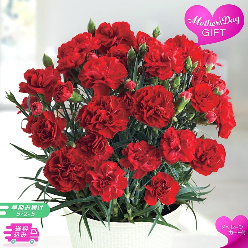 【早期お届け】 母の日 カーネーション 《感謝の気持ち》 71002 TMDS10108 26MDS 送料込み