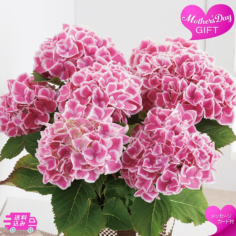 母の日 アジサイ ファーストレディ 81019 TMDS10129 26MDS 送料込み