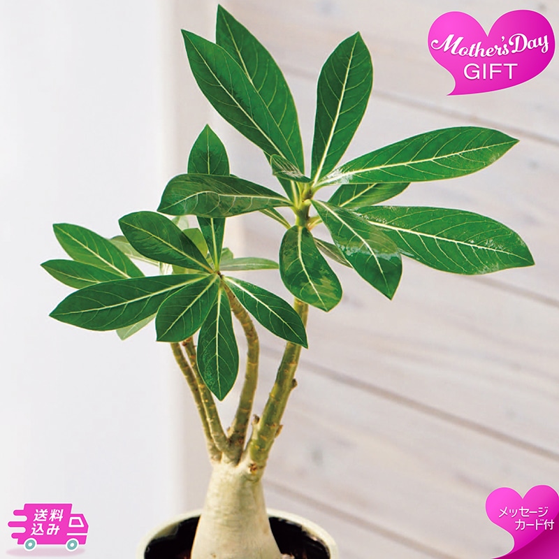 母の日 アデニウム 81031 TMDS10141 26MDS 送料込み