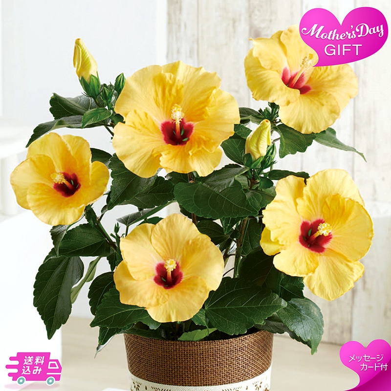 母の日 ハイビスカス アドニスイエロー 81021 TMDS10131 26MDS 送料込み