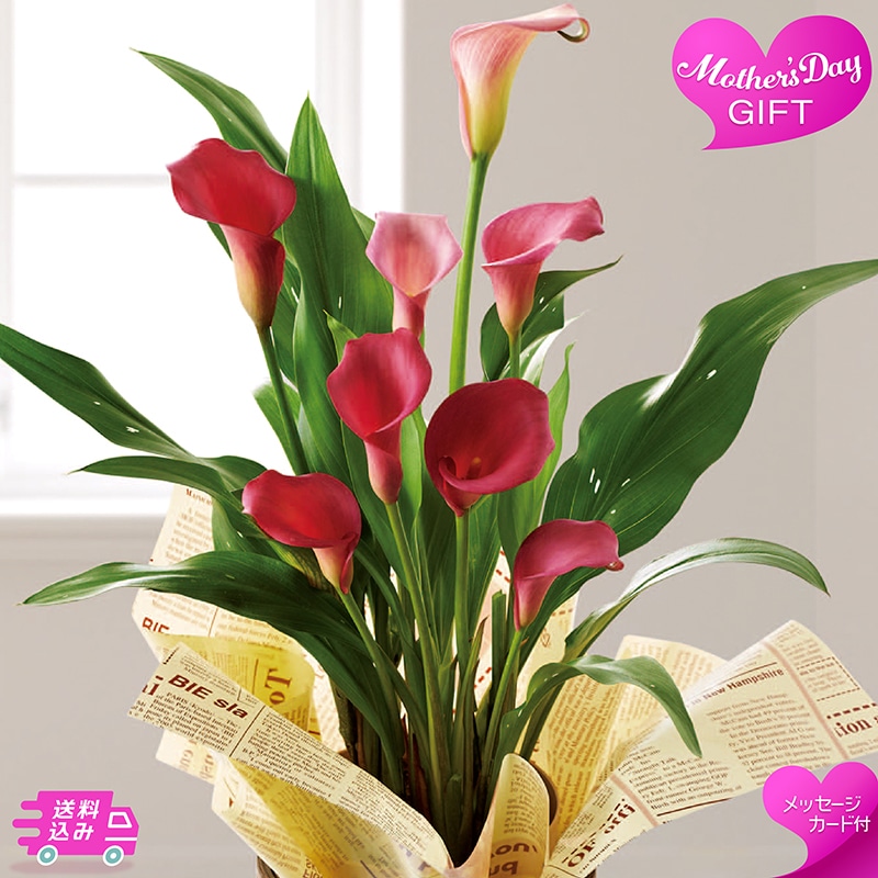 母の日 カラー チェリーソルベ 81017 TMDS10127 26MDS 送料込み