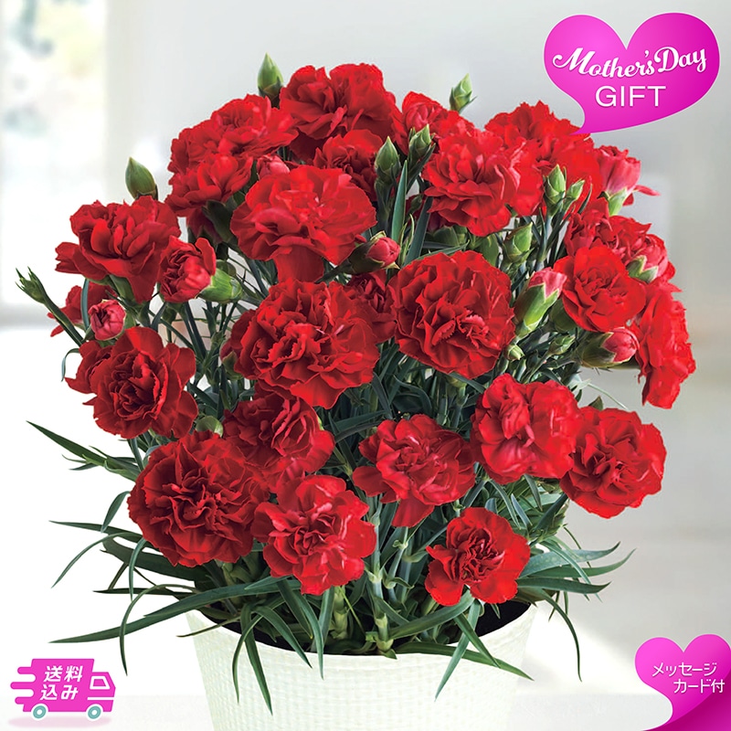 母の日 カーネーション 《感謝の気持ち》 81002 TMDS10112 26MDS 送料込み