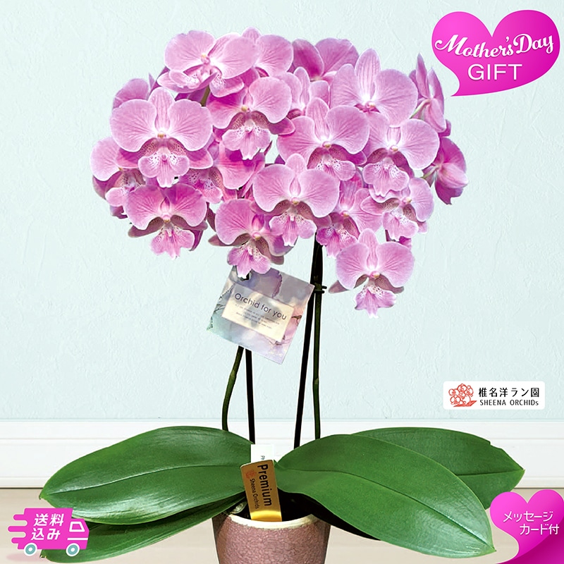 母の日 胡蝶蘭 ビックリップキティ 81025 TMDS10135 26MDS 送料込み