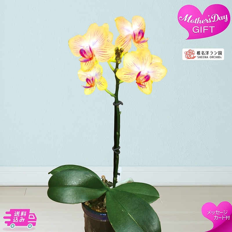 母の日 マイクロ胡蝶蘭 ゴールドベイビー 81023 TMDS10133 26MDS 送料込み