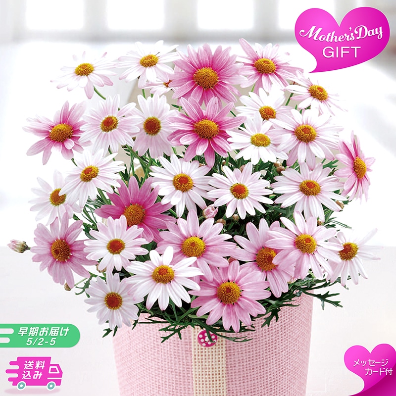 【早期お届け】 母の日 マーガレット 《さくらべーる》 71001 TMDS10107 26MDS 送料込み