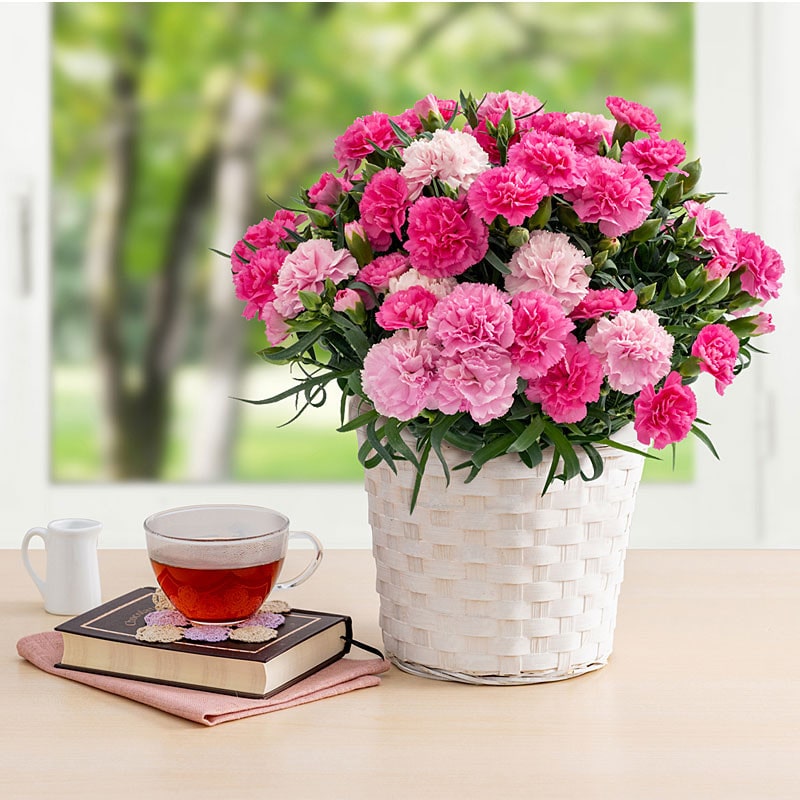 【母の日】［ホシファーム］ホットハート【送料込み】＜お届け日：5/6（水）～10（日）＞